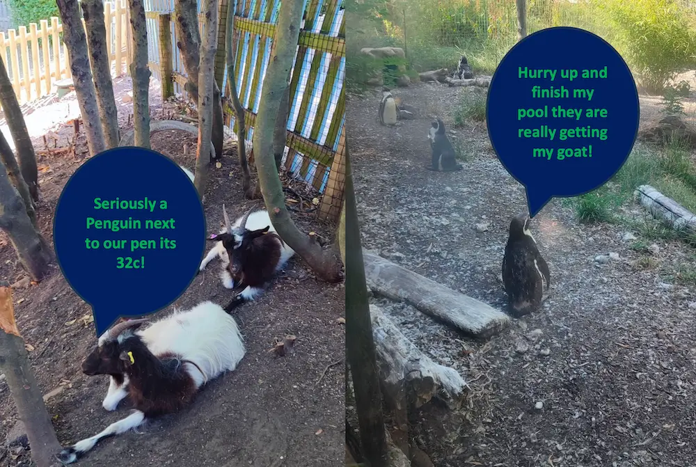 Penguins being housed next to the goat pen during the works